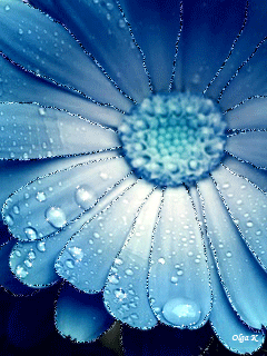 Цветок с голубыми лепестками в росе