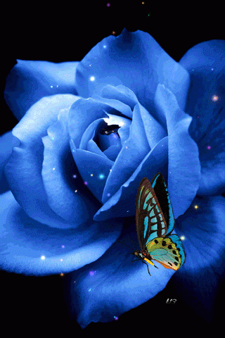 Синяя роза, бабочка