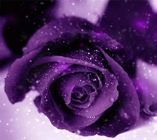 Фиолетовая роза в капельках воды