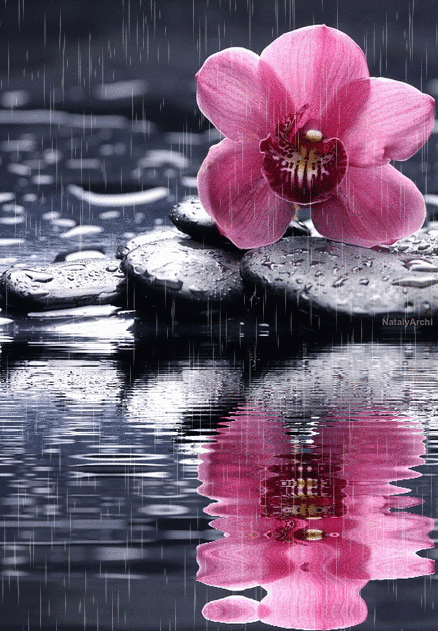 Орхидея под дождем