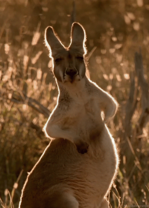 Прикольный кенгуру