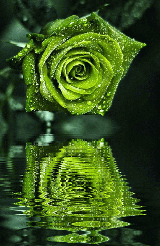 Зеленая роза