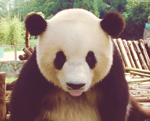 GIF мишка панда