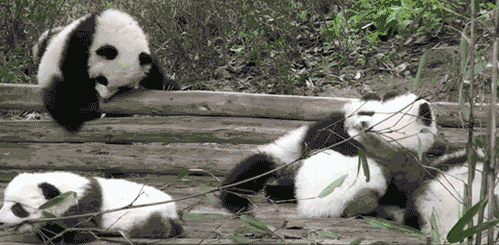 Фото детеныши панды