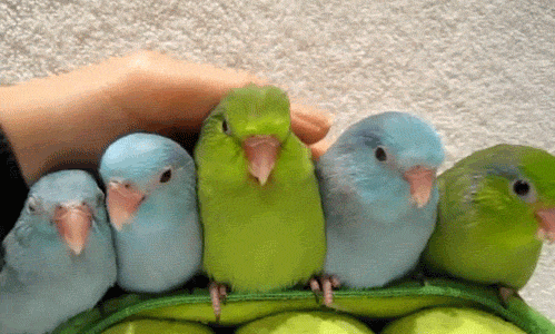 Простые попугайчики