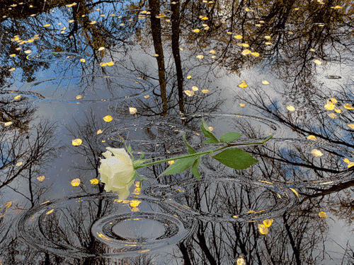Белая роза в воде под дождем