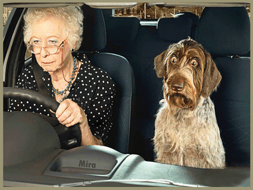 Бабушка с собакой за рулем
