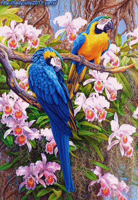 Картина попугаи и цветы