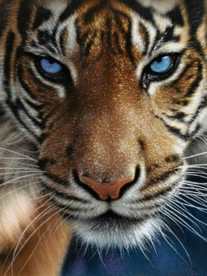 Картинка морда тигра