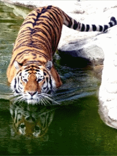 Картинка тигр для телефона