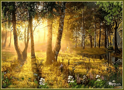 Сияние солнца в лесу