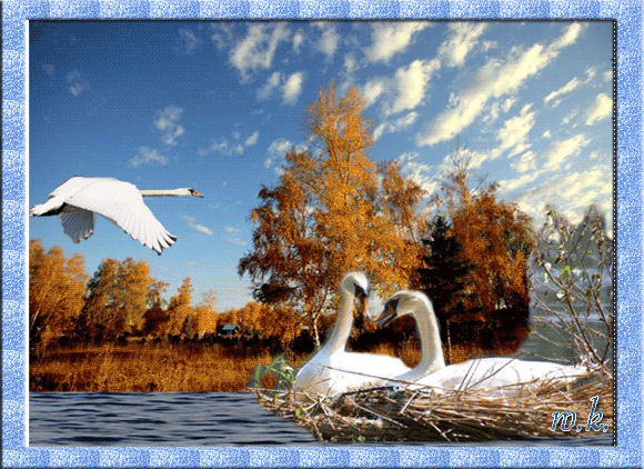 Белые лебеди на природе