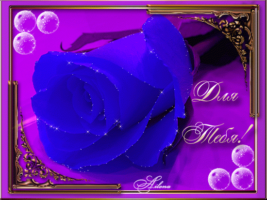 Темно синяя роза