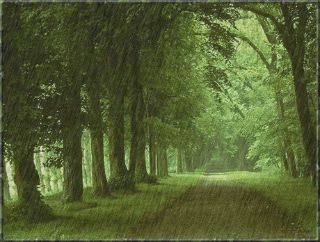 Темно-зеленый лес