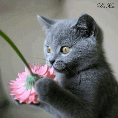 Серый котенок с цветочком