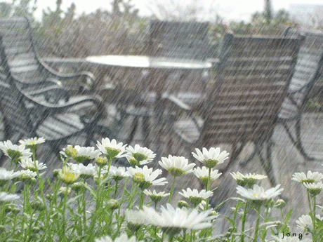 Анимированный дождь с цветами