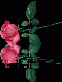 Роза на черном фоне у воды