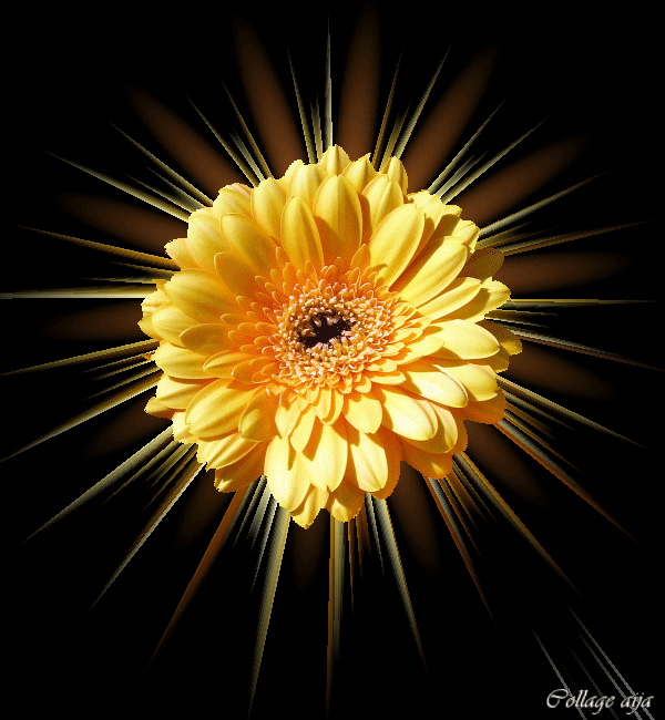 Яркий желтый цветок