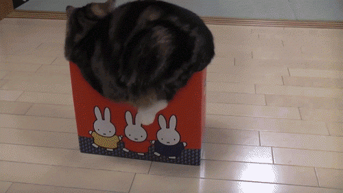 Кот лезет в коробку