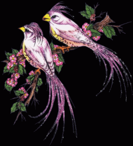 Красивые птицы GIF