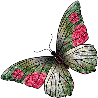 Красивые бабочки на фото