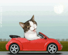 Кот на автомобиле