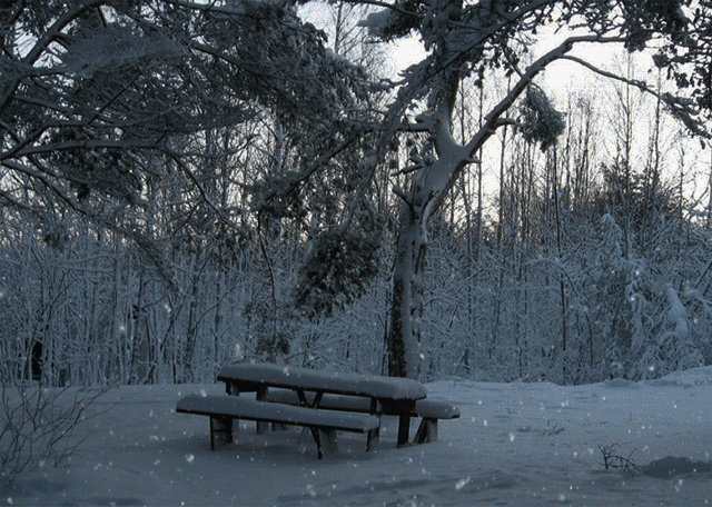 Снегопад, лес, зимняя природа