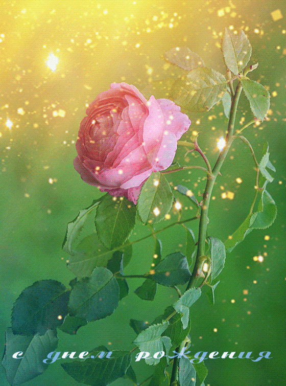 Розовая роза на день рожденья