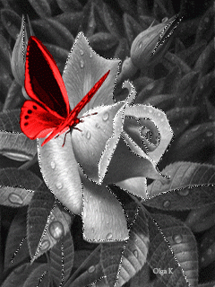 Бабочка на цветке розы
