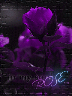 Фиолетовая роза, бабочки
