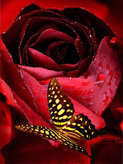 Бабочка, красная роза, цветок