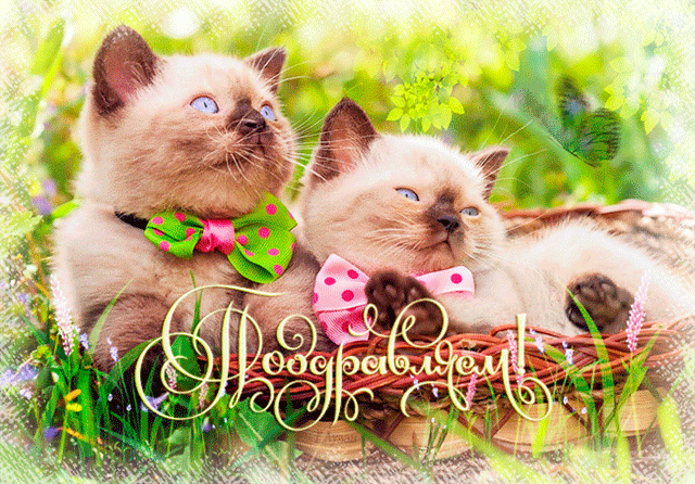 Картинка с котиками "Поздравляем !"