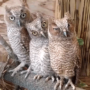 Три прикольные совы