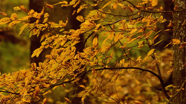 Осенние листья на деревьях