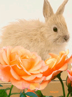 Кролик, розы, цветы