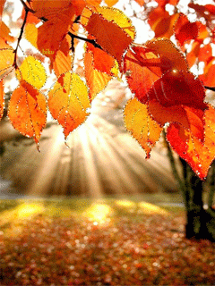 Осенние листья в лучах солнца