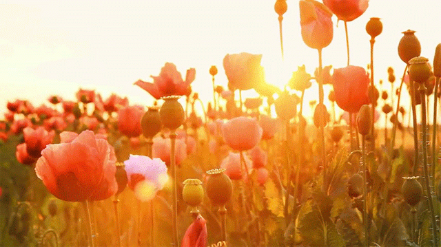 Маки, поле цветов, солнце