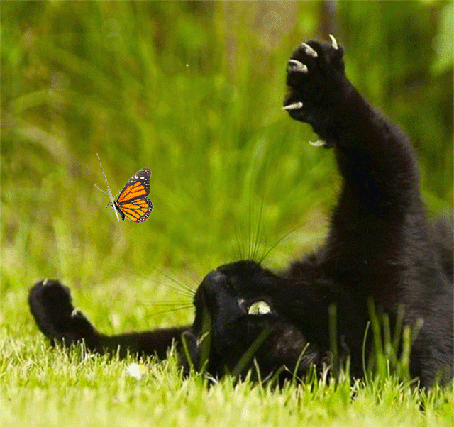 Кошка ловит бабочку