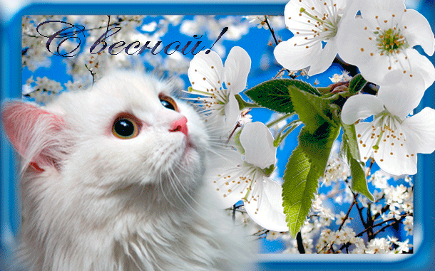 С Весной ! Кошка с цветами