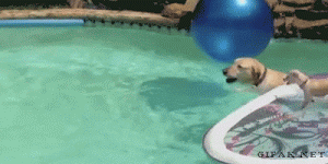 Собаки в бассейне