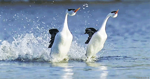 Птицы бегут по воде