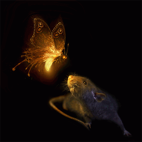 Бабочка и мышь