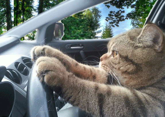 Кот за рулем
