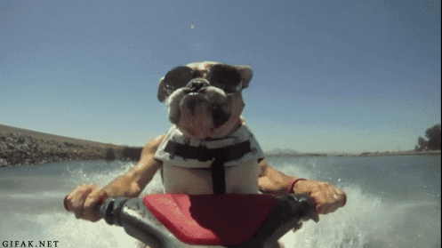 Собака на водном скутере