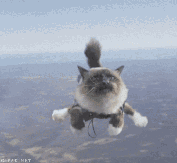 Кот с парашютом