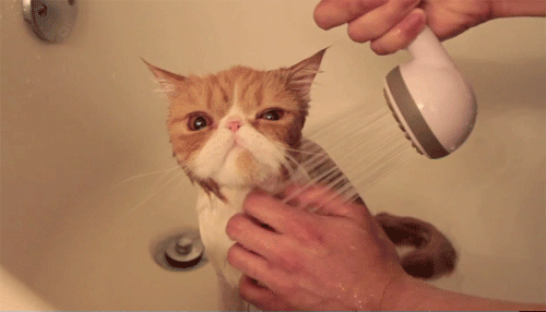 Кошка, душ, ванна