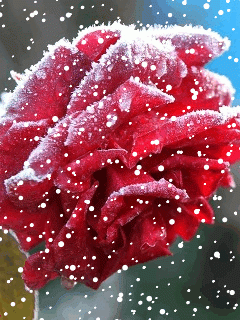 Роза и снег