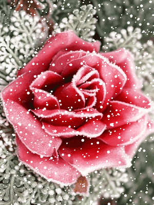 Розовая роза в снегу