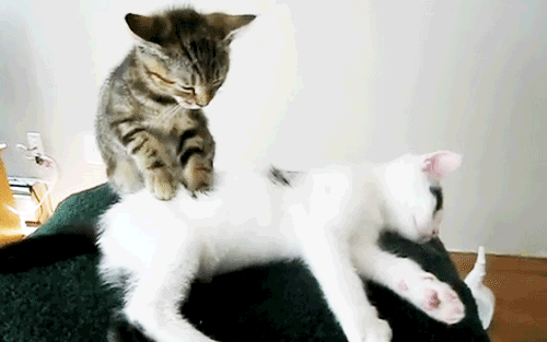 Кошка делает массаж
