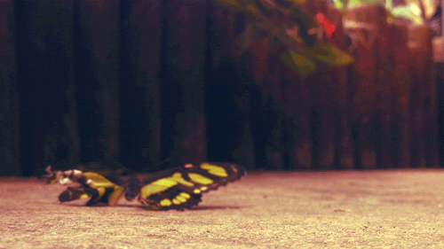 Бабочка на дороге